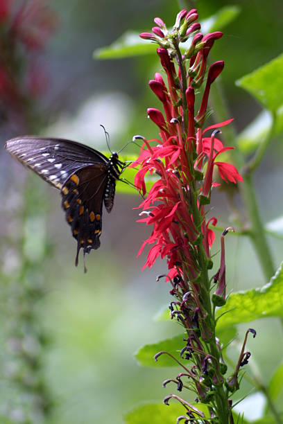 Butterfly on Cardinal Flower stock photo