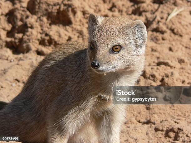 Mangusta Gialla - Fotografie stock e altre immagini di Africa - Africa, Animale, Animale selvatico