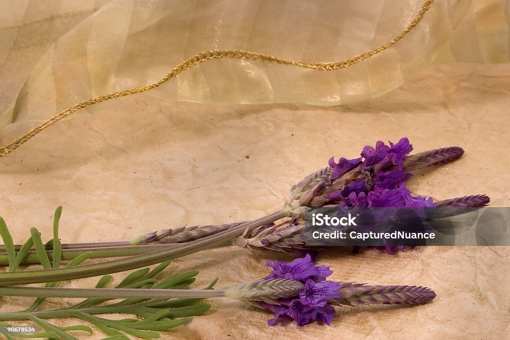 Com lavanda e cadarço - Foto de stock de Azul royalty-free