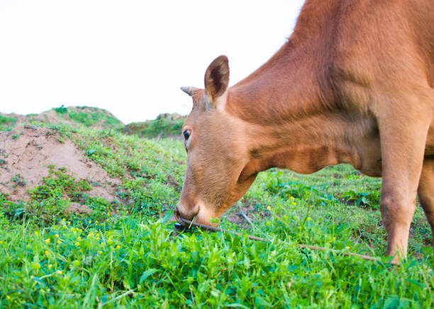 istock Grazing oxen on the grass 906786400