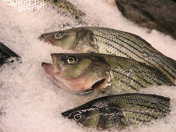 poisson frais - rockfish photos et images de collection