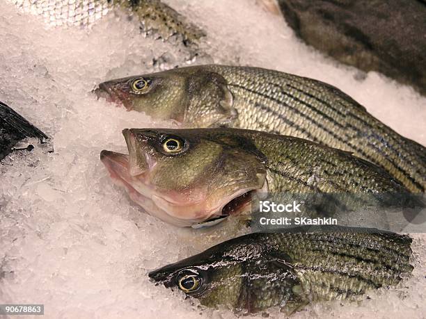 Pesce Fresco - Fotografie stock e altre immagini di Persico spigola - Persico spigola, Ghiaccio, Mare