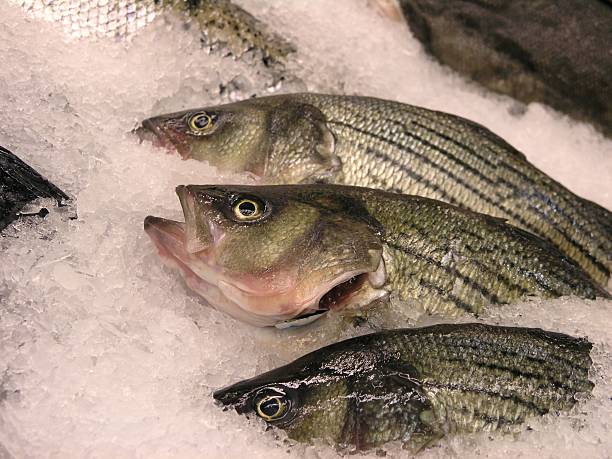 свежая рыба - rockfish стоковые фото и изображения