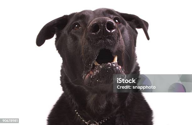 Foto de Beast e mais fotos de stock de Latindo - Latindo, Cão, Labrador - Cão de Busca
