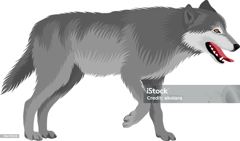 vector gray wolf Wolf stock vector