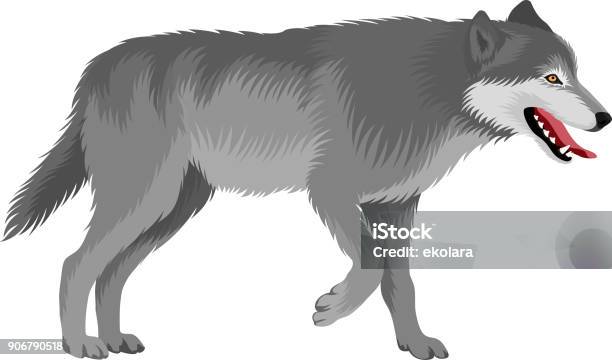 Vector Gray Wolf Stock Illustration - Download Image Now - Wolf, Howling, Vector