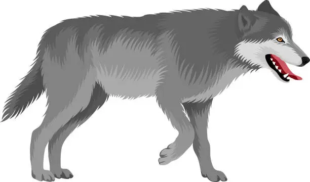 Vector illustration of vector gray wolf