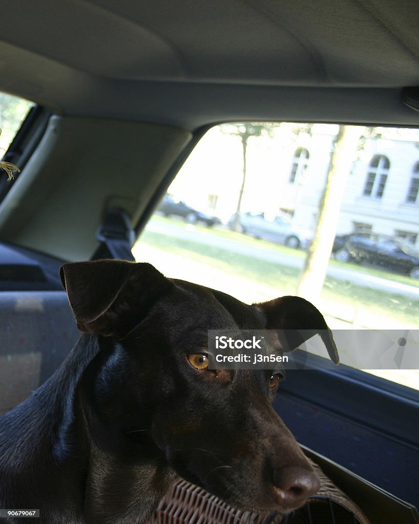Driving Hund - Lizenzfrei Auto Stock-Foto