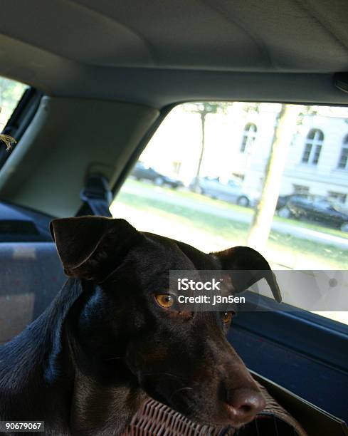 Driving Hund Stockfoto und mehr Bilder von Auto - Auto, Auto-Innenansicht, Blick durchs Fenster