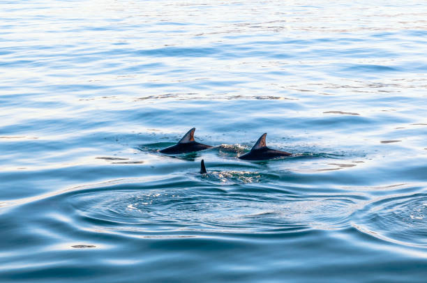 istock Dolphins Jumping From The Sea 906790750