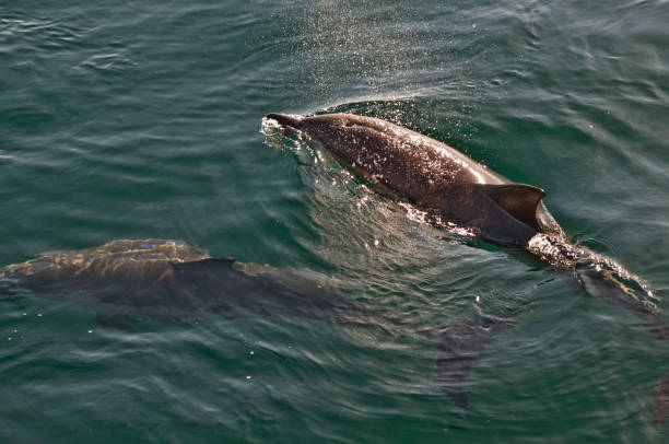istock Pod of Atlantic Bottle Nosed Dolphin 906790808