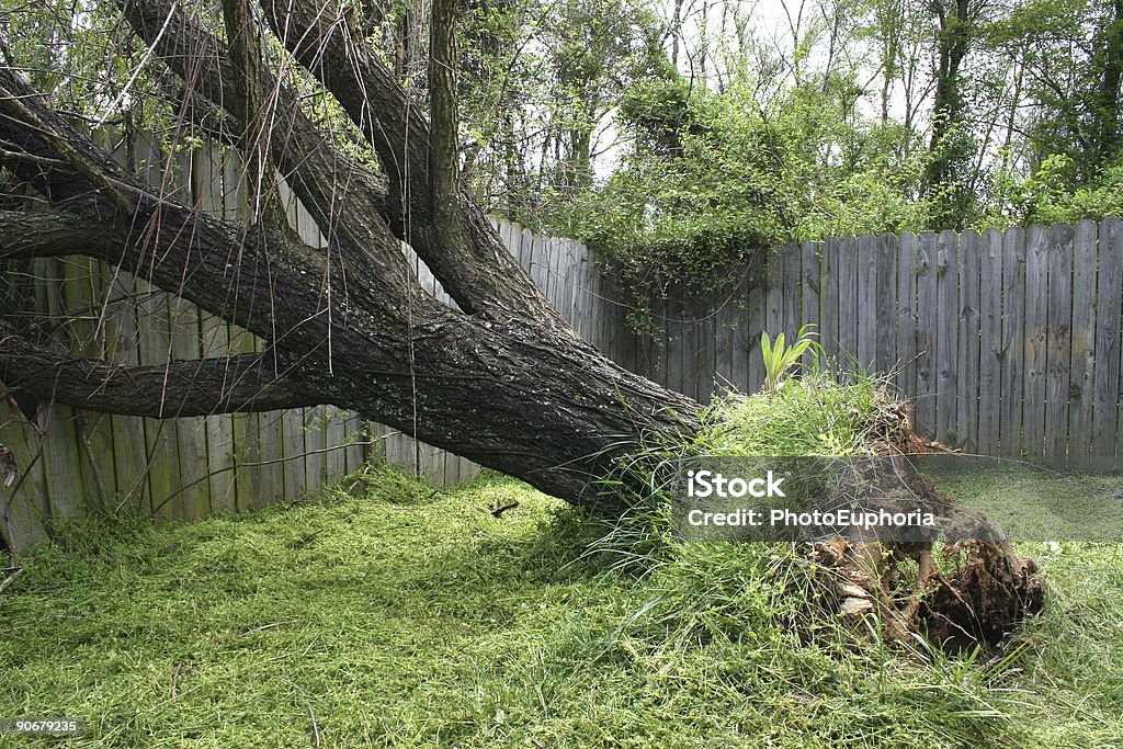 Tree Fallen Weide - Lizenzfrei Abgestorbene Pflanze Stock-Foto