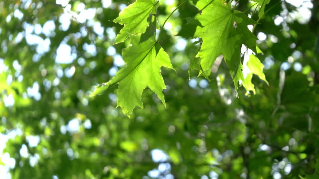 Green maple leaves against blue sky in 4K