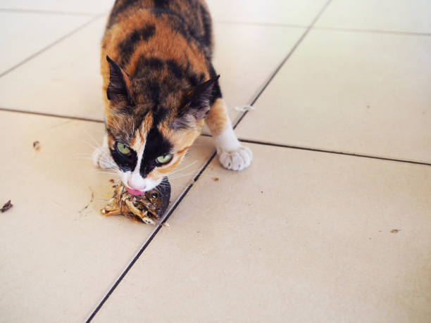 istock Yellow black stray cat biting leftover fish head, on tile floor 906794388