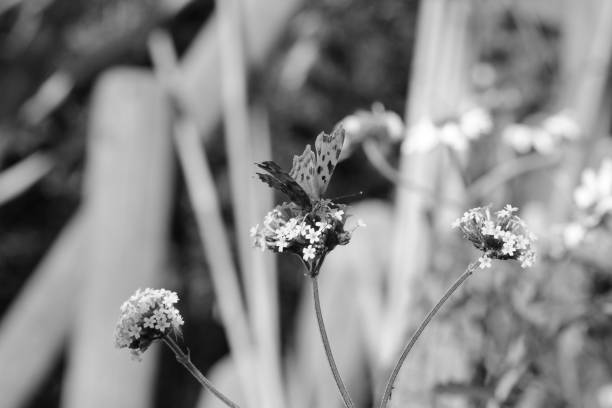 istock Comma butterfly drinking nectar from verbena flowers 906795060