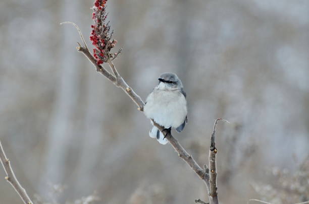 istock Northern Mockingbird sitting on sumac bush 906795076