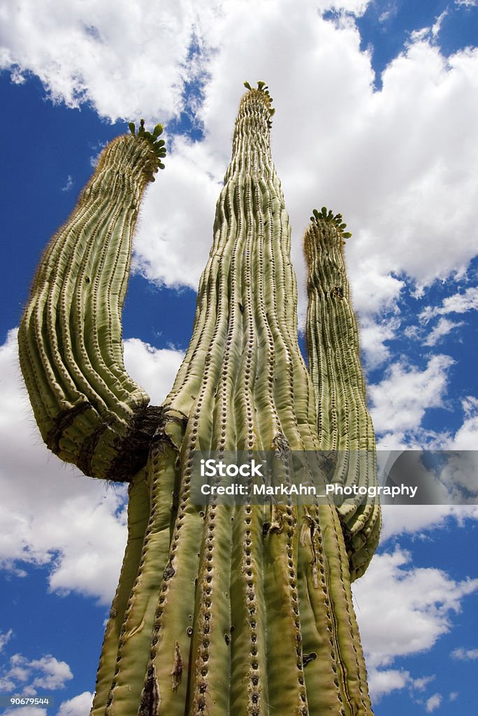 Saguaro-Kandelaberkaktus - Lizenzfrei Arizona Stock-Foto