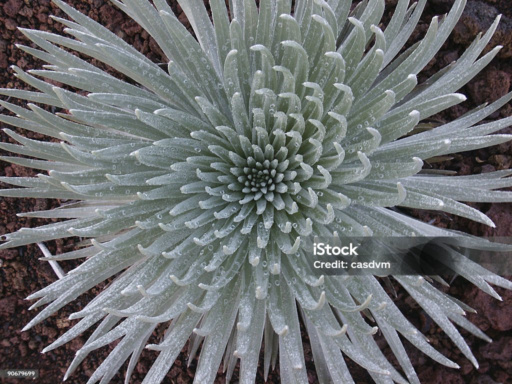 silversword - Foto de stock de Orvalho royalty-free