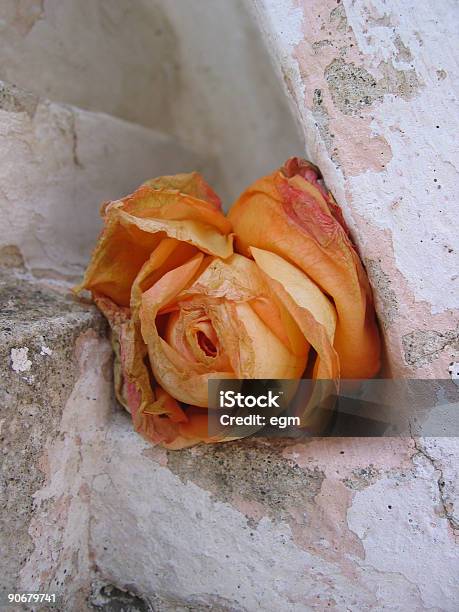 Piękno W Prostota - zdjęcia stockowe i więcej obrazów Róża - Róża, Zwiędnięty, Abstrakcja