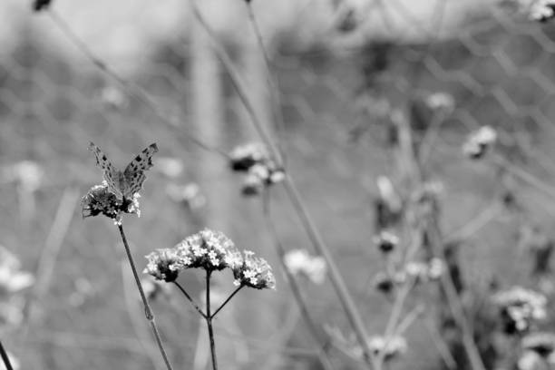 istock Comma butterfly sits on verbena flowers 906797520