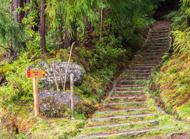 istock Path to Pico da Vara on Sao Miguel, Azores. 906797738