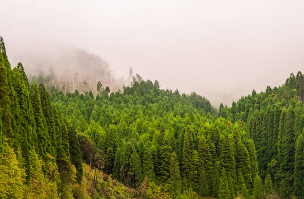 istock Forest on Sao Miguel island, Azores 906798356