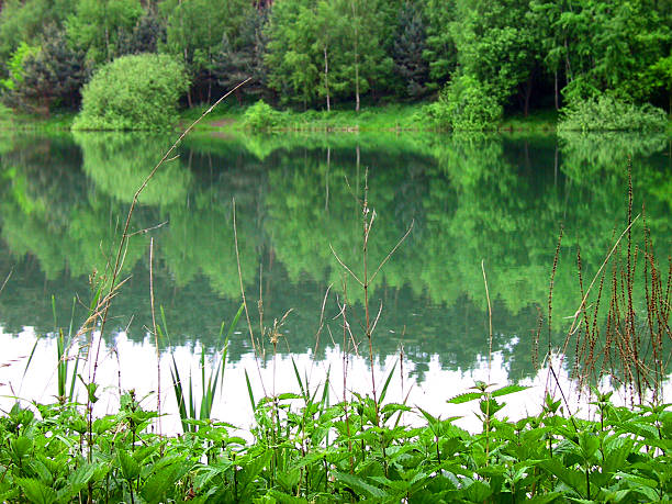 pond, lake – mirroring stock photo
