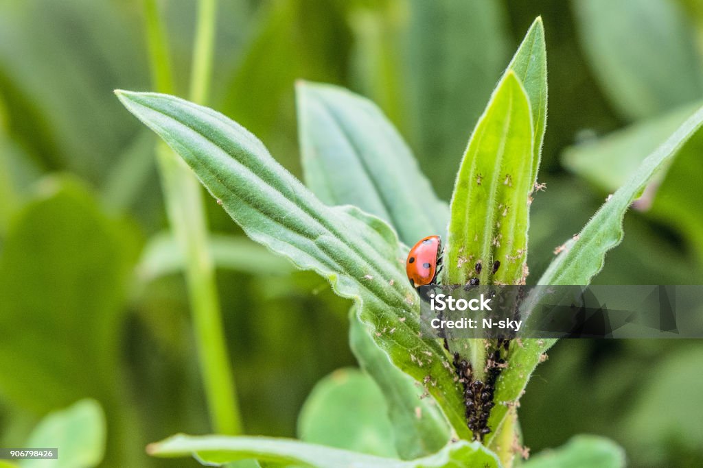 Red spotted ladybug eating aphid in the wild Vegetable Garden Stock Photo