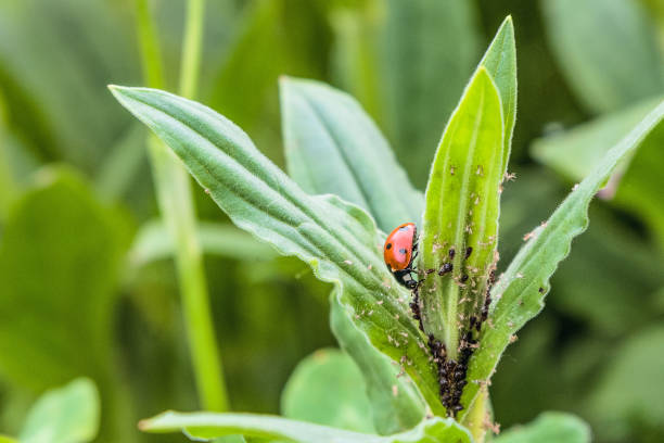 Red spotted ladybug eating aphid in the wild stock photo