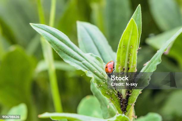 Red Spotted Ladybug Eating Aphid In The Wild Stock Photo - Download Image Now - Vegetable Garden, Pest, Aphid