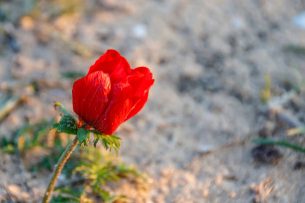 Red anemone flower on a background of sand and green grass