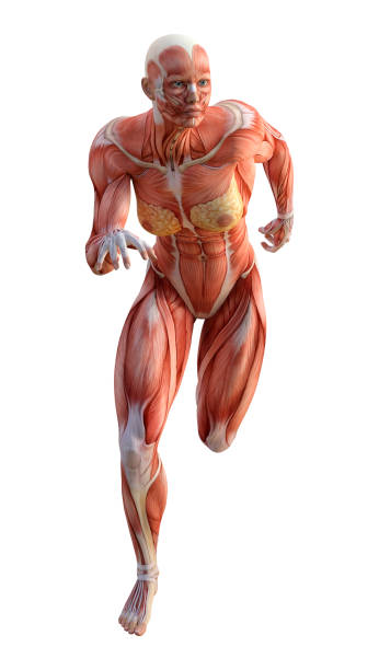 istock 3D rendering female figure with muscle maps on white 906801524