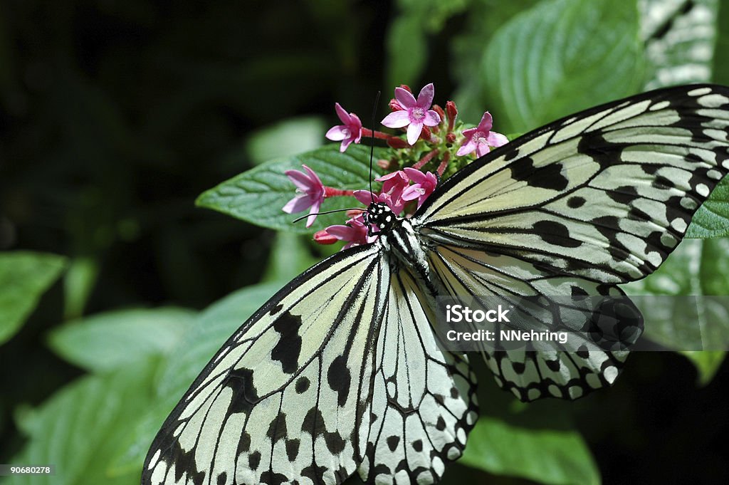 paper kite butterfly, Idea leuconoe  Animal Wing Stock Photo