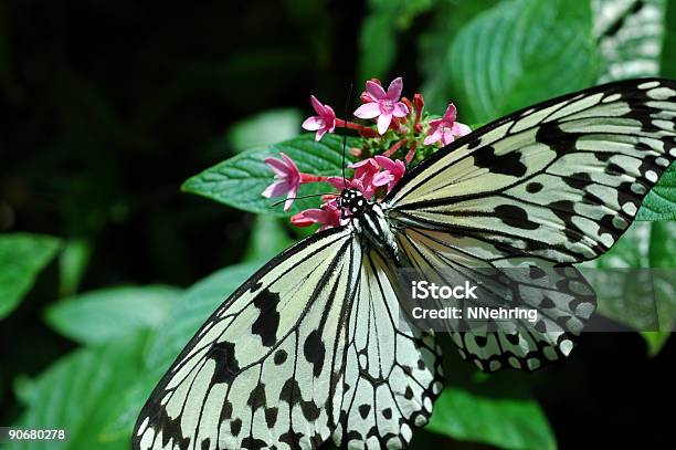 Paper Kite Butterfly Idea Leuconoe Stock Photo - Download Image Now - Animal Wing, Black Color, Butterfly - Insect