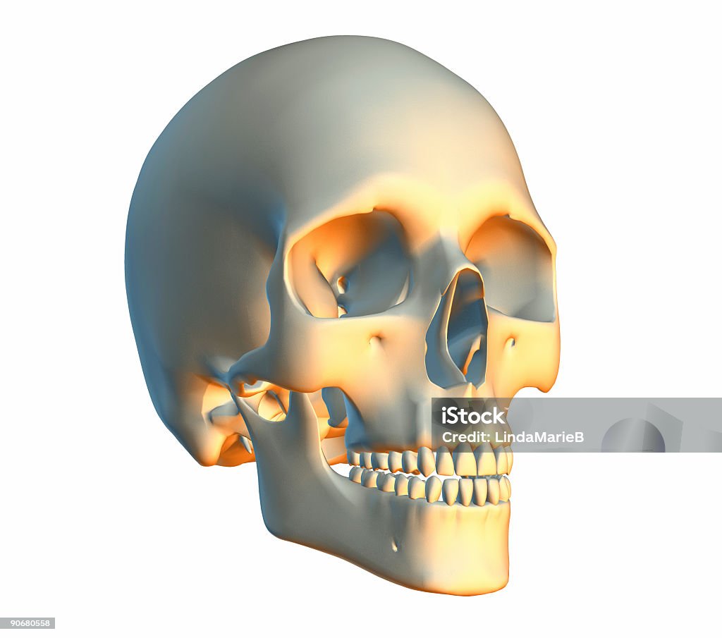 Skull sobre blanco - Foto de stock de Anatomía libre de derechos