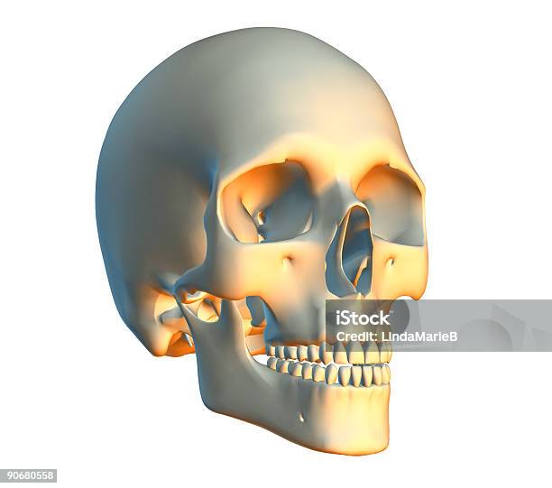 Skull Sobre Blanco Foto de stock y más banco de imágenes de Anatomía - Anatomía, Cabeza humana, Color - Tipo de imagen