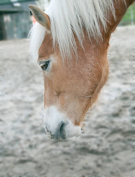 Horse stock photo