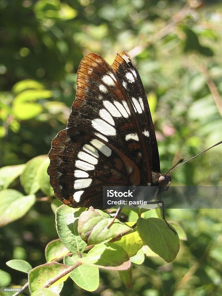 Lorquin's Admiral Butterfly A Lorquin's Admiral (Limenitis lorquini) (Im pretty sure thats what species it is) , taken in Victoria. Admiral Stock Photo