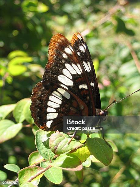 Lorquins Admiral Butterfly Stock Photo - Download Image Now - Admiral, Butterfly - Insect, Color Image