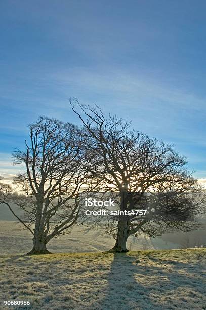 Winter Morning Stock Photo - Download Image Now - Bare Tree, Beauty, Blue