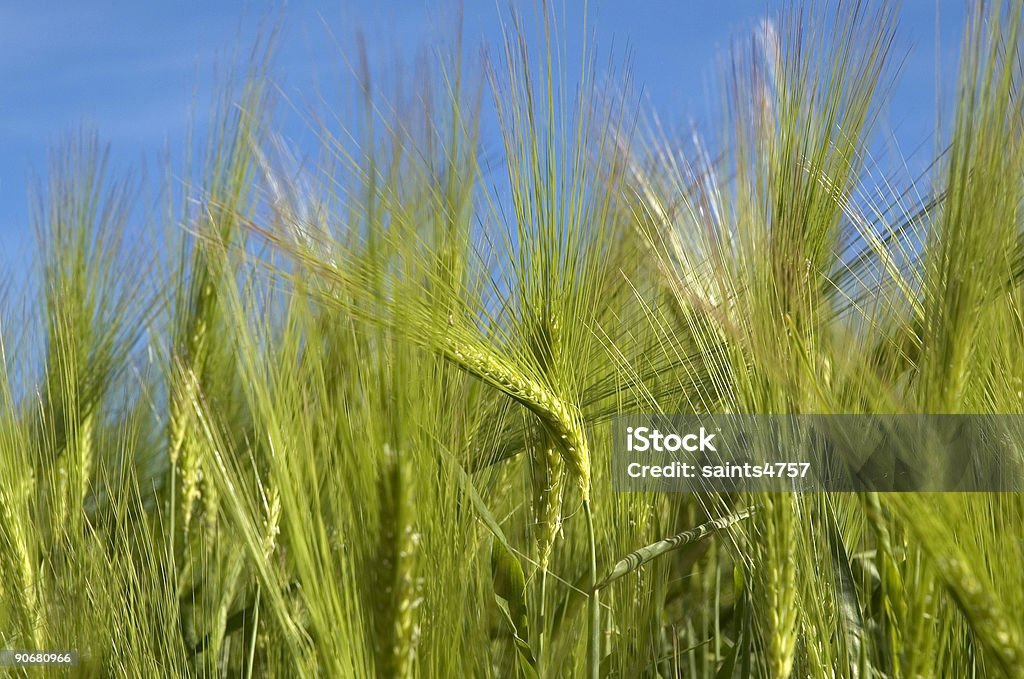Grano Raccolto - Foto stock royalty-free di Agricoltura