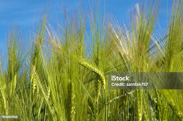 Foto de Corte De Trigo e mais fotos de stock de Abstrato - Abstrato, Agricultura, Azul