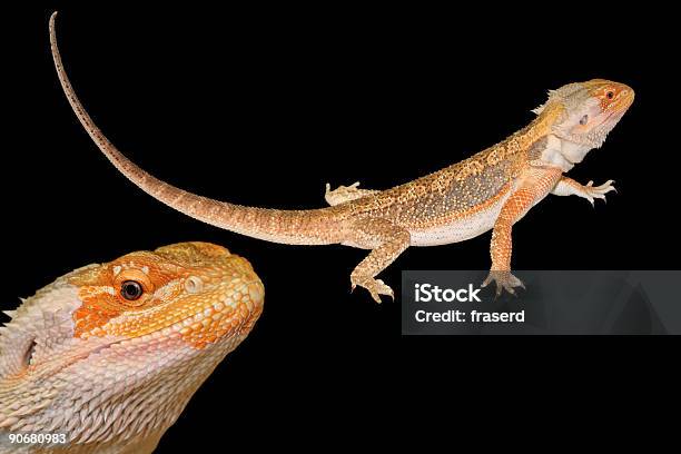 Dragãodebarba Com Traçado De Recorte - Fotografias de stock e mais imagens de Animal - Animal, Cor preta, De Corpo Inteiro