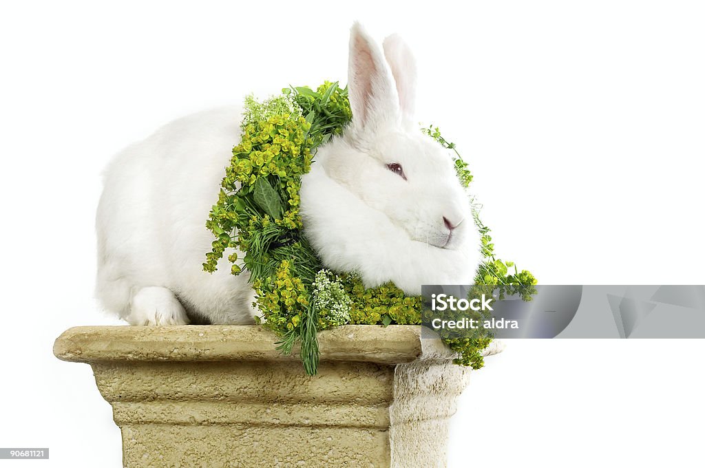 Bunny campione - Foto stock royalty-free di Pasqua