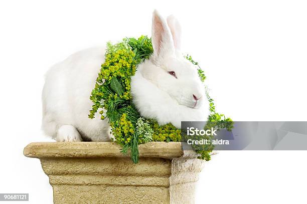 Bunny Campione - Fotografie stock e altre immagini di Pasqua - Pasqua, Animale, Animale da compagnia