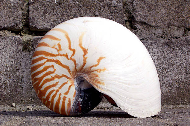 Nautilus shell on concrete surface stock photo
