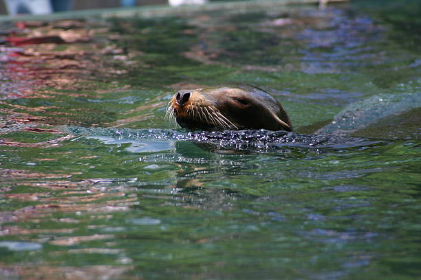 Sea Lion stock photo