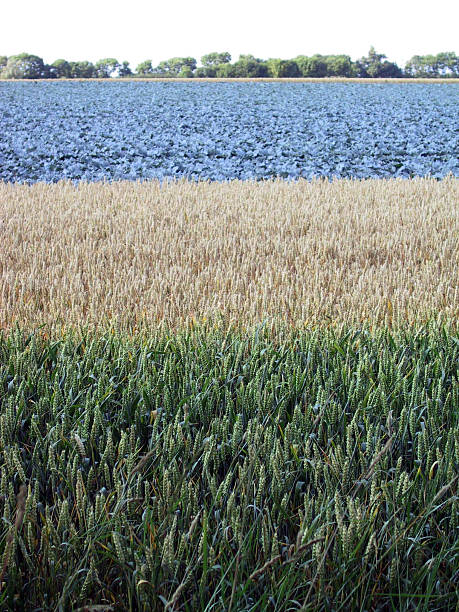 field tricolour, Fehmarn, Germany stock photo