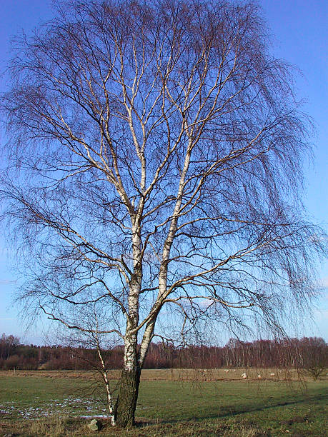 large birch tree in Germany stock photo