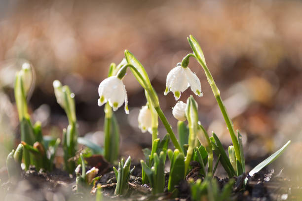 istock Big Snowdrops - Galanthus - Leucojum vernum 906813072